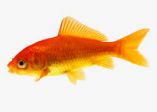 Un pesce rosso