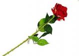 Una rosa rossa 