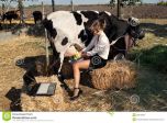 Simone, e ora della munta mia cara mimma la mucca